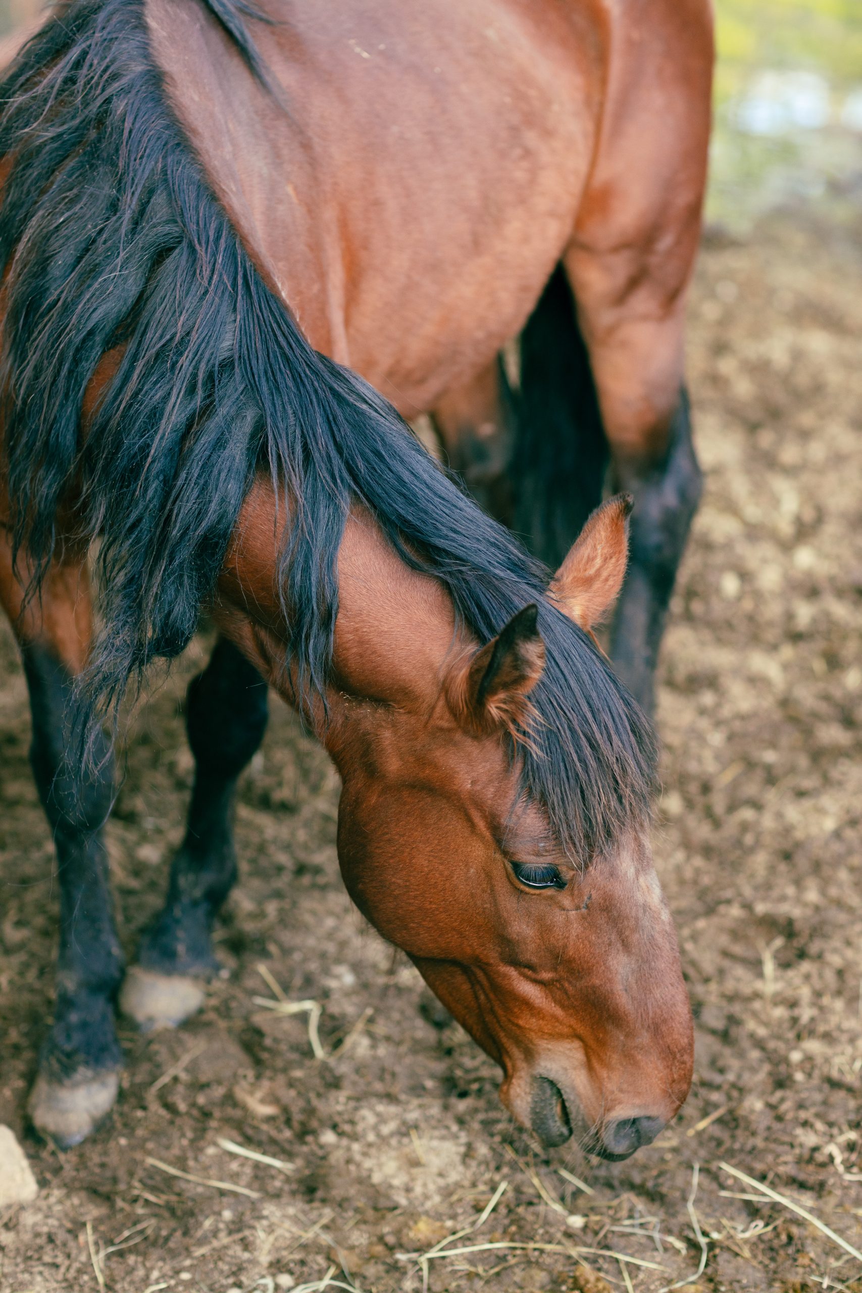 Trail horses ready for a guided ride