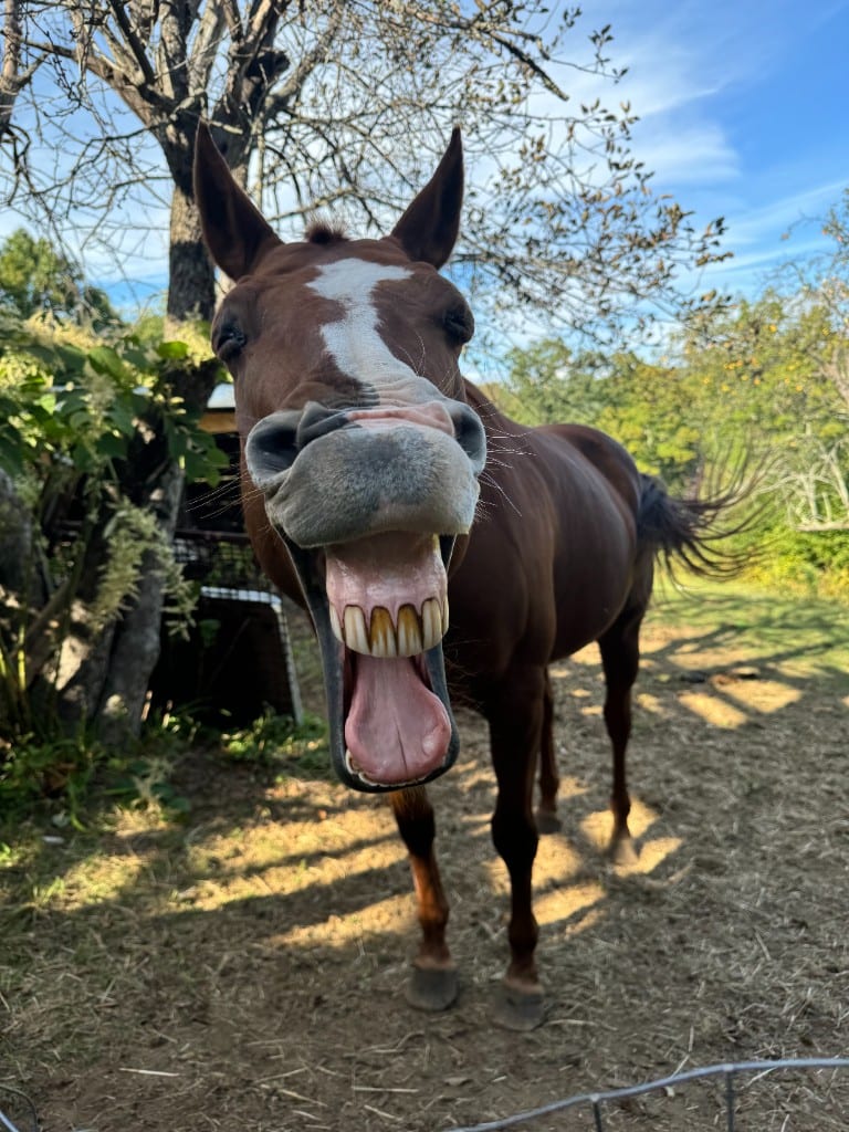 One of the trail horses mid-laugh