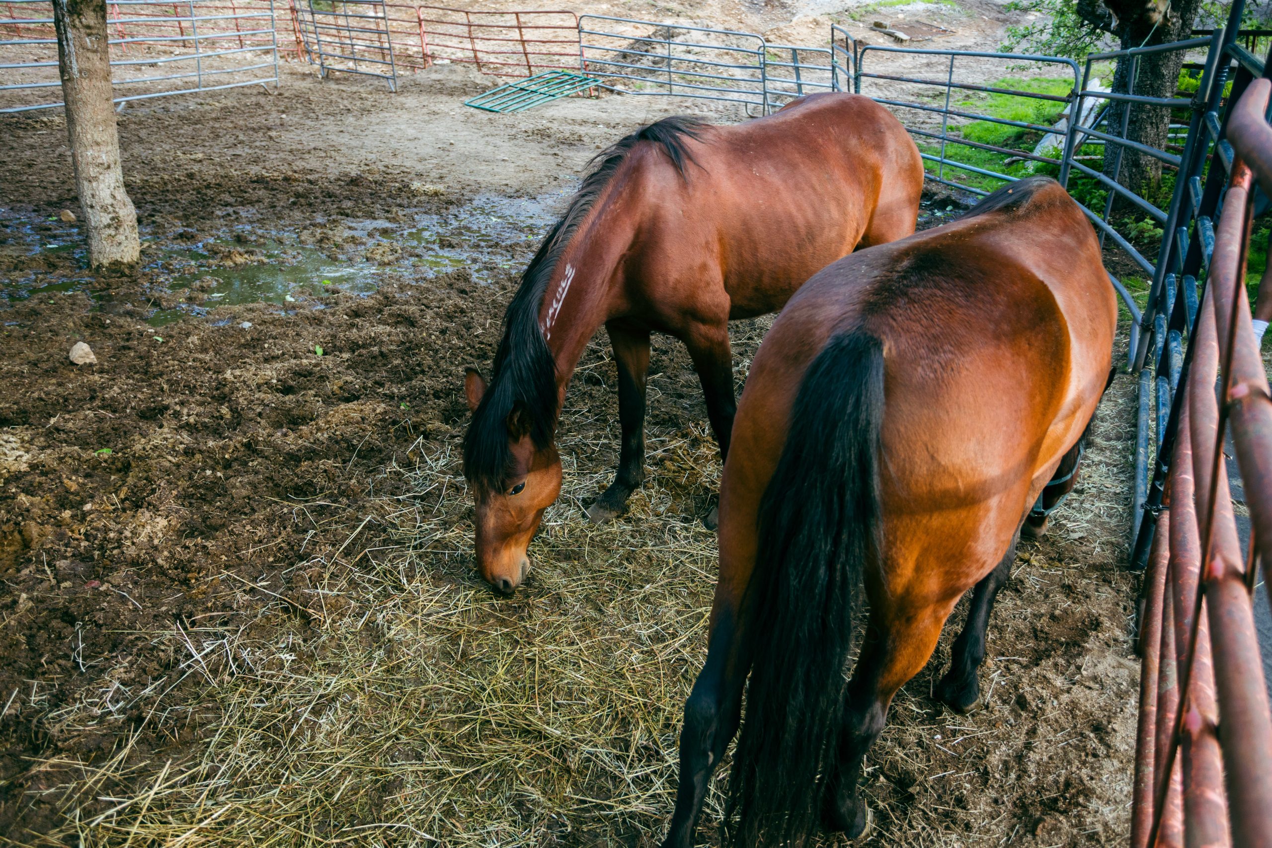 Through the Ossipee woods on horseback